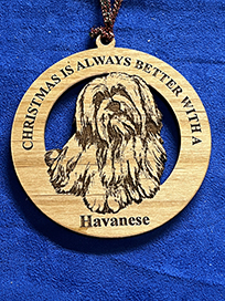 havanese